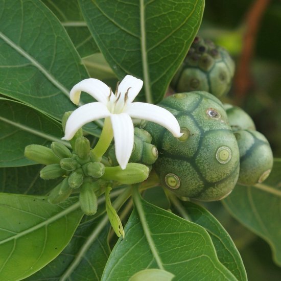 Morinda coreia syn tinctoria – INDIAN MULBERRY TREE – Seeds!