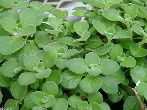 Broadleaf Thyme Seeds (Cuban Oregano) – Aromatic, Succulent Like Herb for Culina
