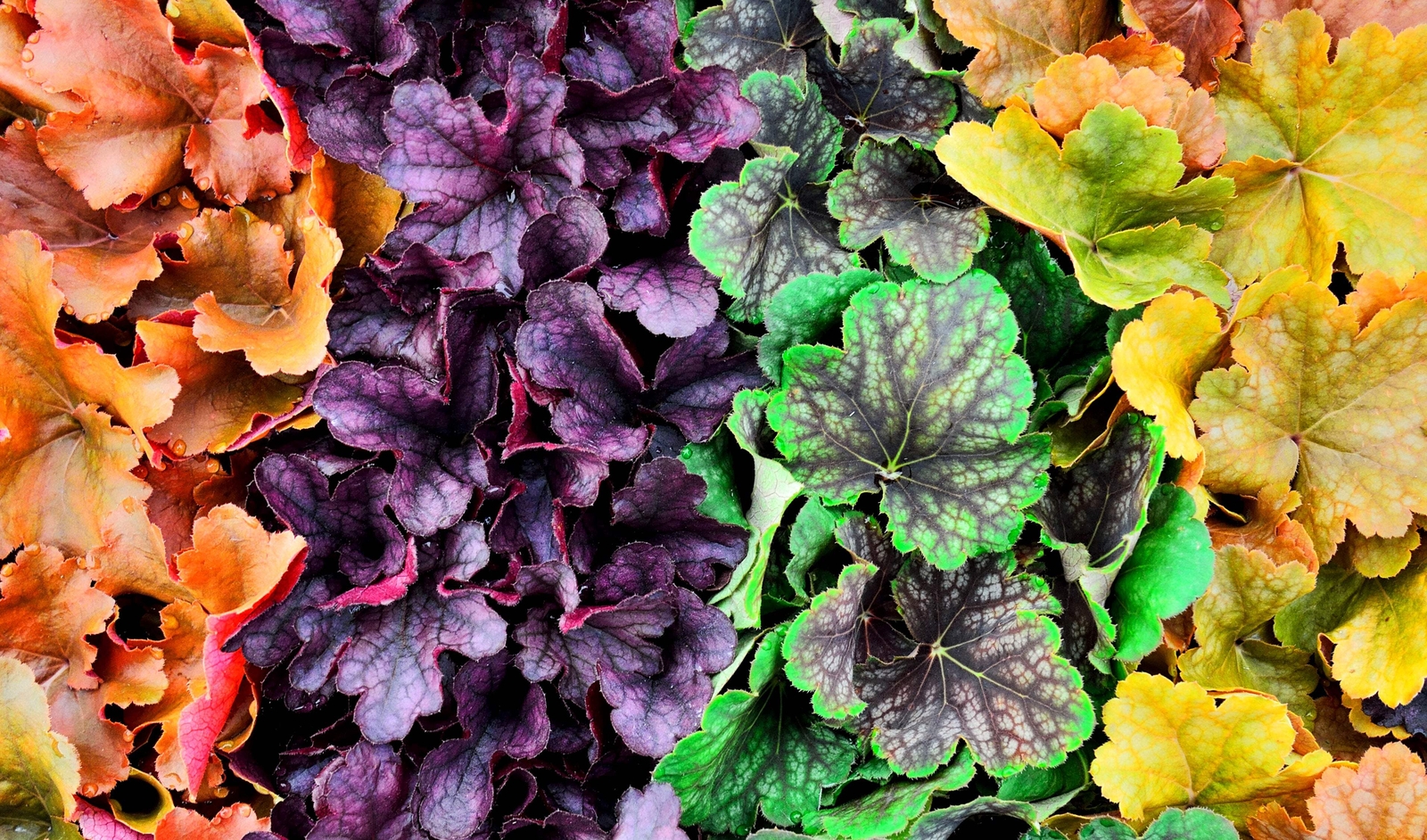 1200 MIXED COLORS CORAL BELLS HEUCHERA Shade Flower Seeds *Flat S/H