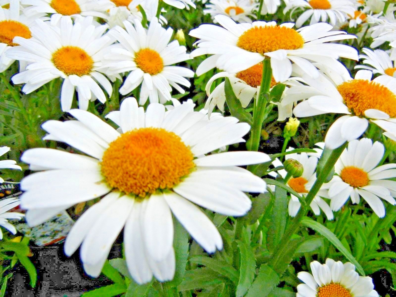 301+SILVER PRINCESS Seeds Dwarf Shasta Daisy Cut Flowers Container Garden Easy