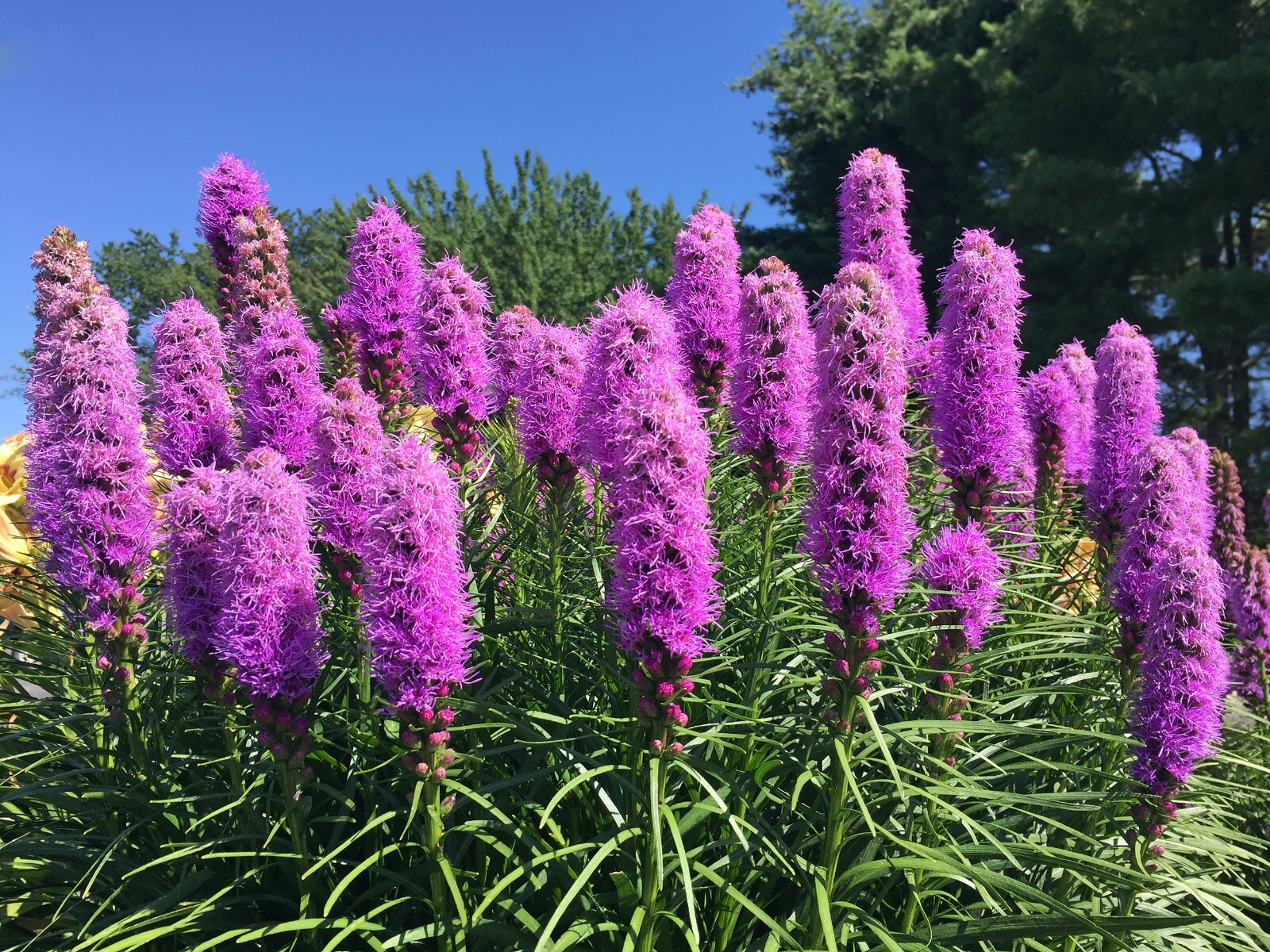 LIATRIS SPIKATA 100 SEEDS MOSTLY PURPLE A FEW WHITE, BLAZING STAR, GAYFEATHER