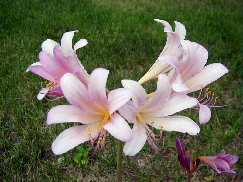 6 BULBS PINK MAGIC SURPRISE LILY Autumn Lycoris squamigera Hardy Amaryllis READ*