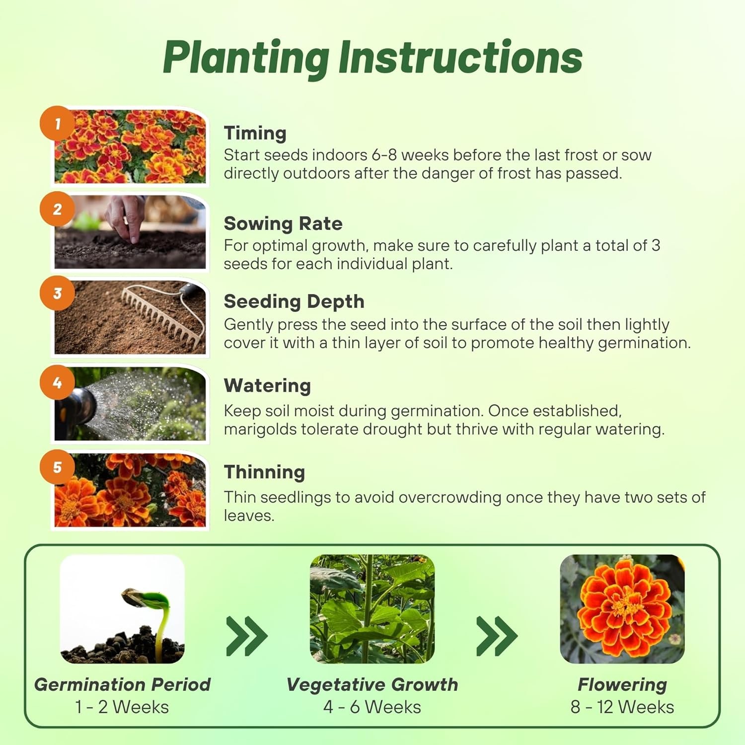 500 Seeds French Marigold Tagetes Patula Durango Flame Flower Seeds