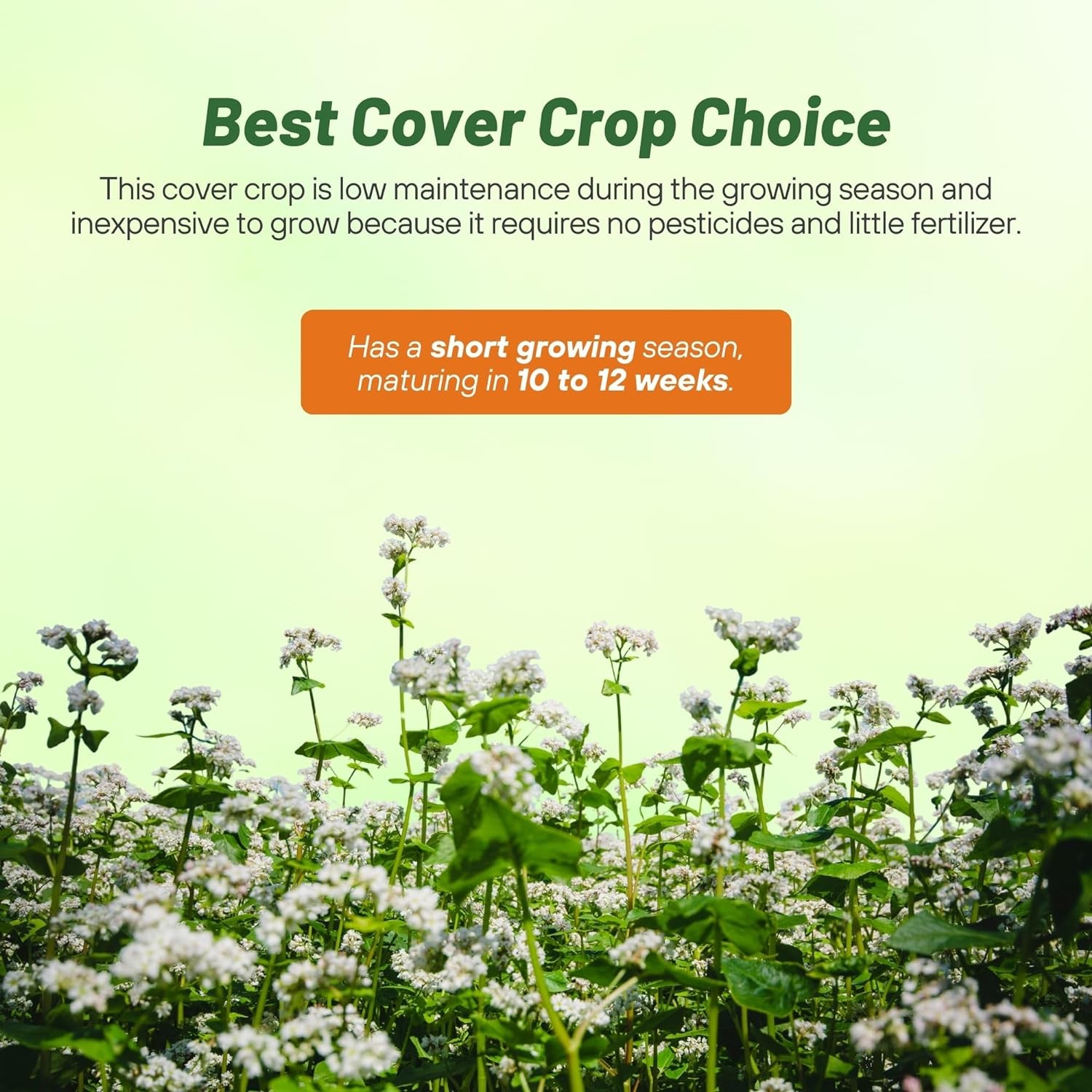 10 LBS Buckwheat Seed For Planting Cover Crops & Green Manure