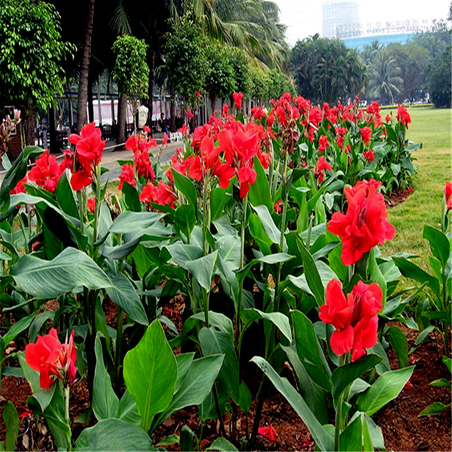 RED CANNA LILY INDICA SEEDS INDIAN SHOT Arrowroot Flowers Attracts Hummingbirds