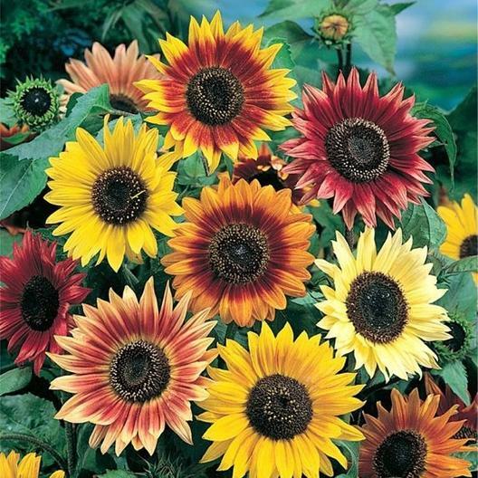 Sunflower HERE COMES THE SUN Mix 6 Types Bees Love Sunflowers! Non-GMO 50 Seeds!