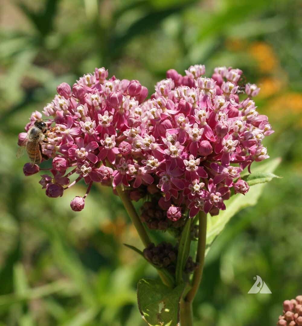 MILKWEED MIX DELUXE Perennials Monarch Butterfly Host Plant Non-GMO 100 Seeds!