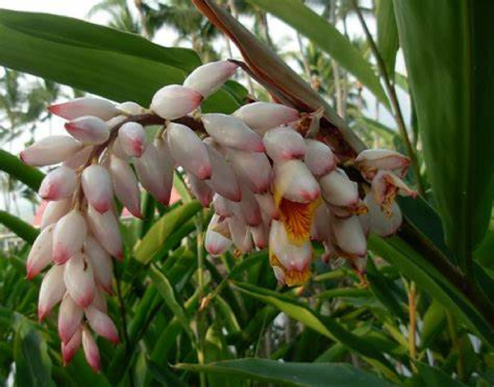 Malacca Ginger {Alpinia malaccensis} Rare Organic 5 seeds Free Shipping!