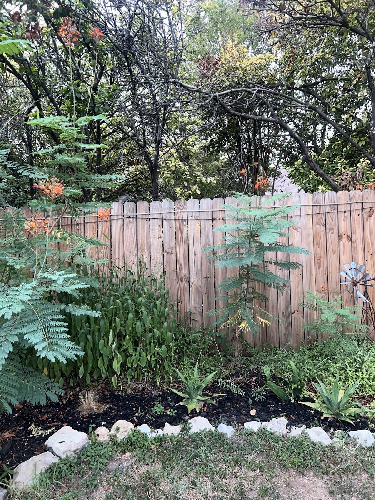 Pride of Barbados Mexican Bird of Paradise Seeds. 12 Seeds.