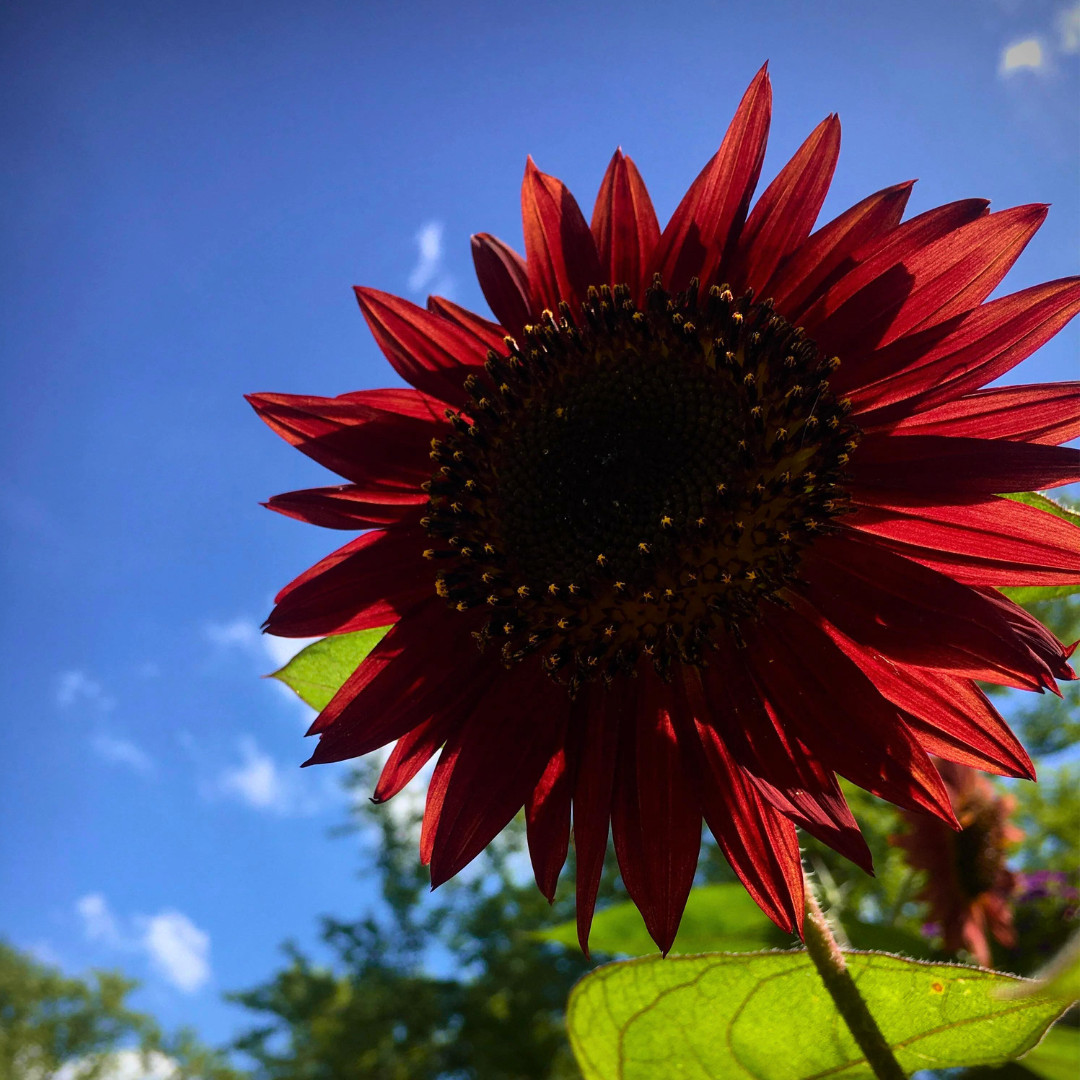 Fresh Premium Chocolate Cherry Sunflower Seeds | Heirloom Non-GMO | Flower Seed