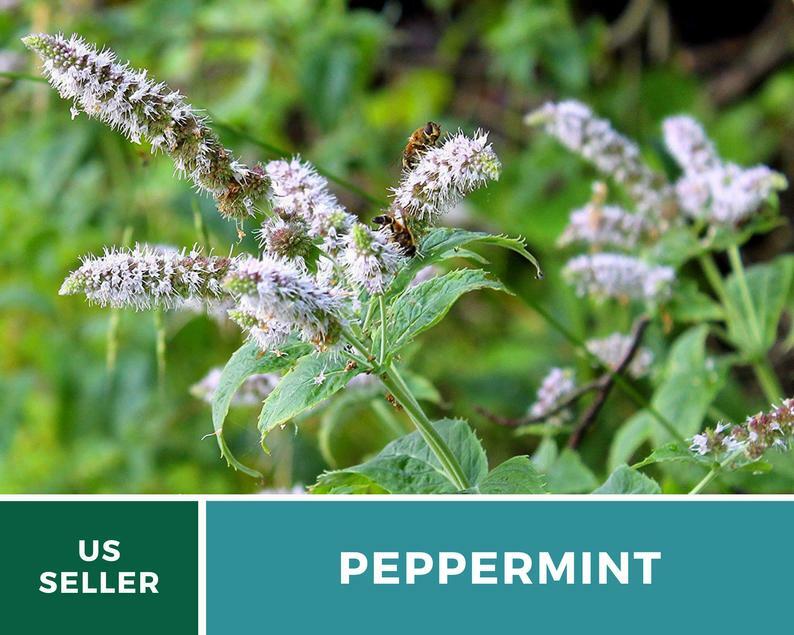 Peppermint – 100 Seeds – Medicinal & Culinary Herb – GMO Free (Mentha Piperita)