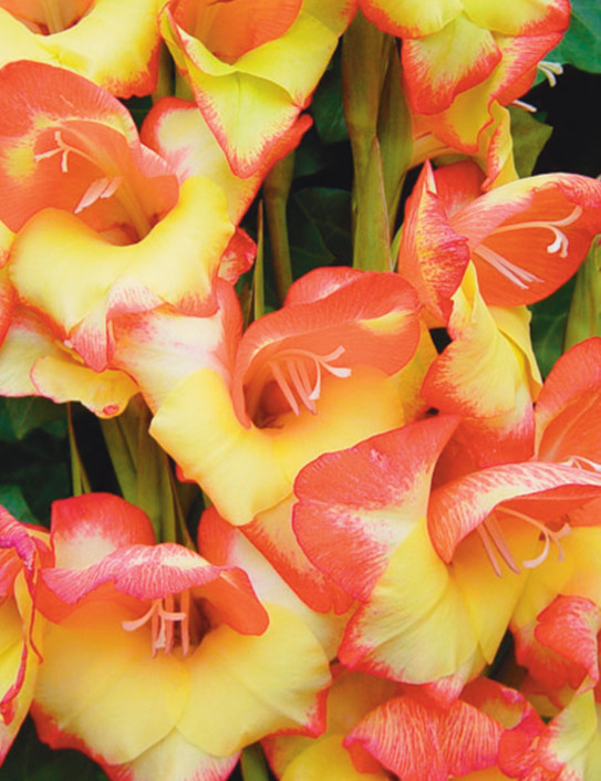 10 Pack Mix Gladiolus “Ivory Priscilla, Las Vegas, Esta Bonita” Corms Bulbs