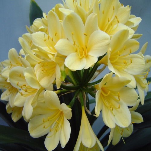Yellow Clivia Bush Lily plant. 4 yrs old