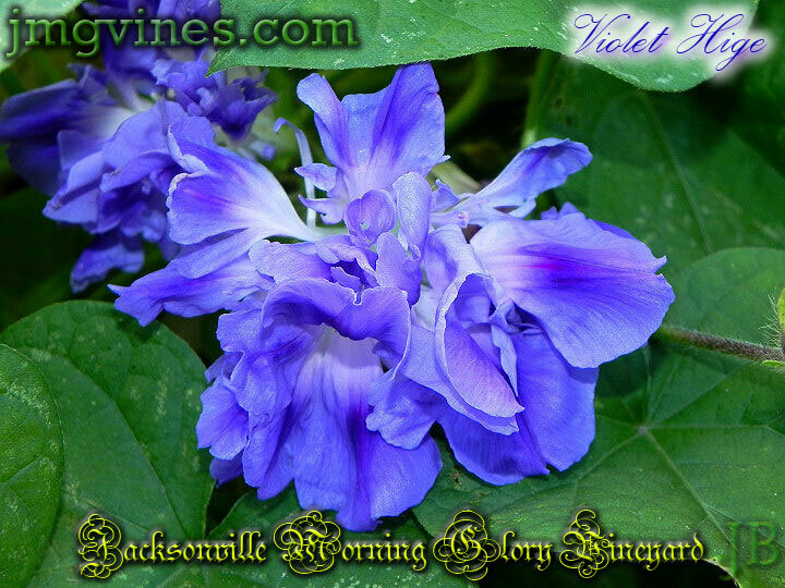 Violet Hige Ipomoea Purpurea Morning Glory 6 Seeds