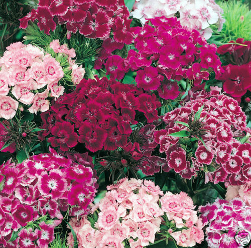 1 oz Mixed Sweet William Seeds, Bulk Sweet William Seeds, approx 26,000 seeds