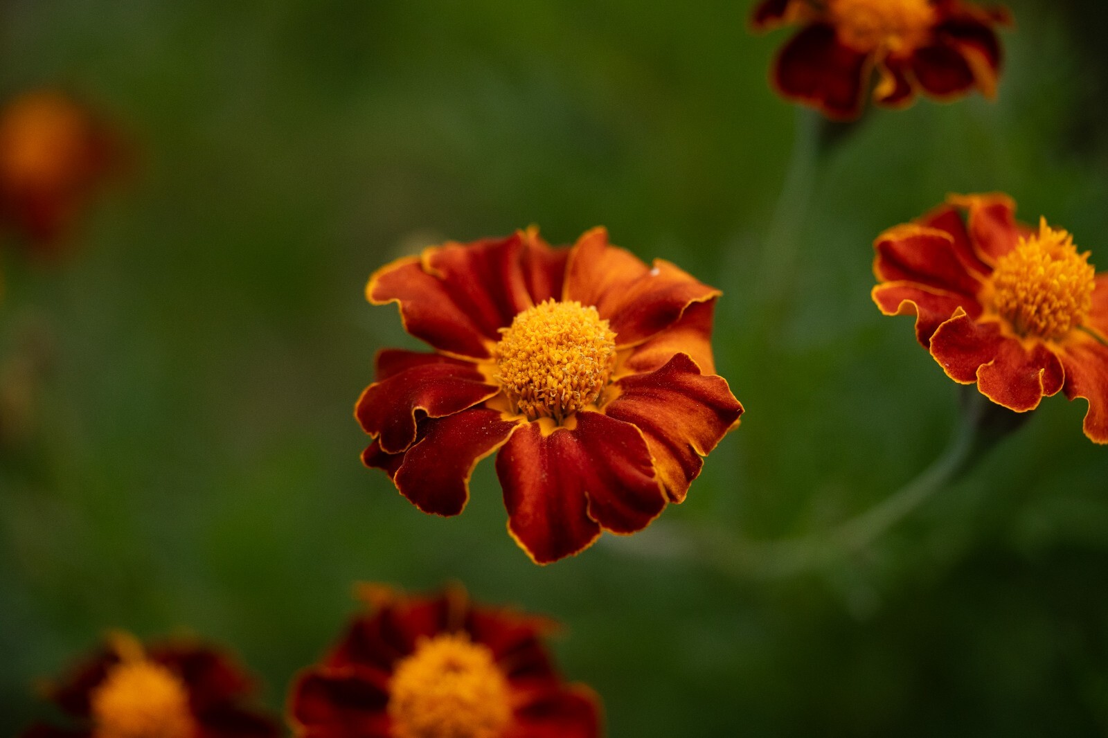 Tashkent Marigold Flower Seeds, Heirloom Orange Halo Blossoms, Certified Organic