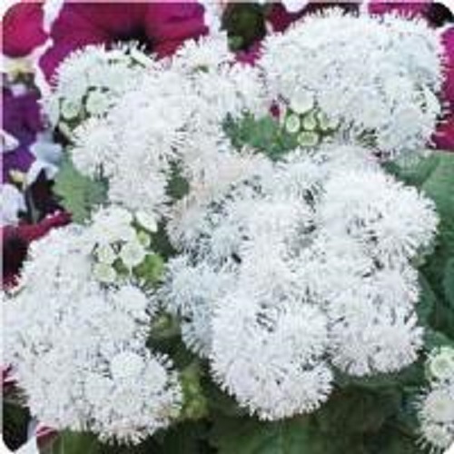 50+ PURE WHITE AGERATUM FLOWER SEEDS / LONG LASTING ANNUAL