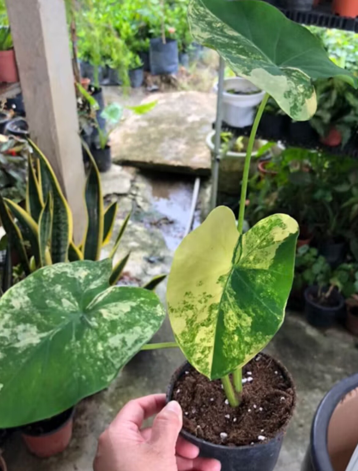 AUTHENTIC Colocasia Yellow Splash 1 bulbs