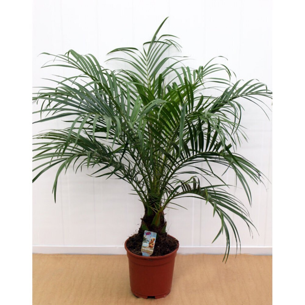 Dates Jumbo Medjool, 30 Fresh Seeds Date Palm seed – DATES SEEDS