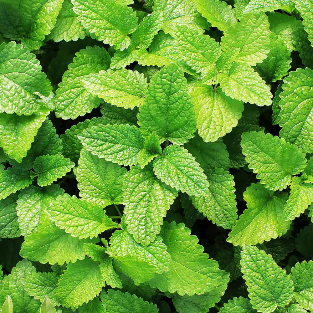 19 Oz. Spearmint Herb Plant (2-Pack)
