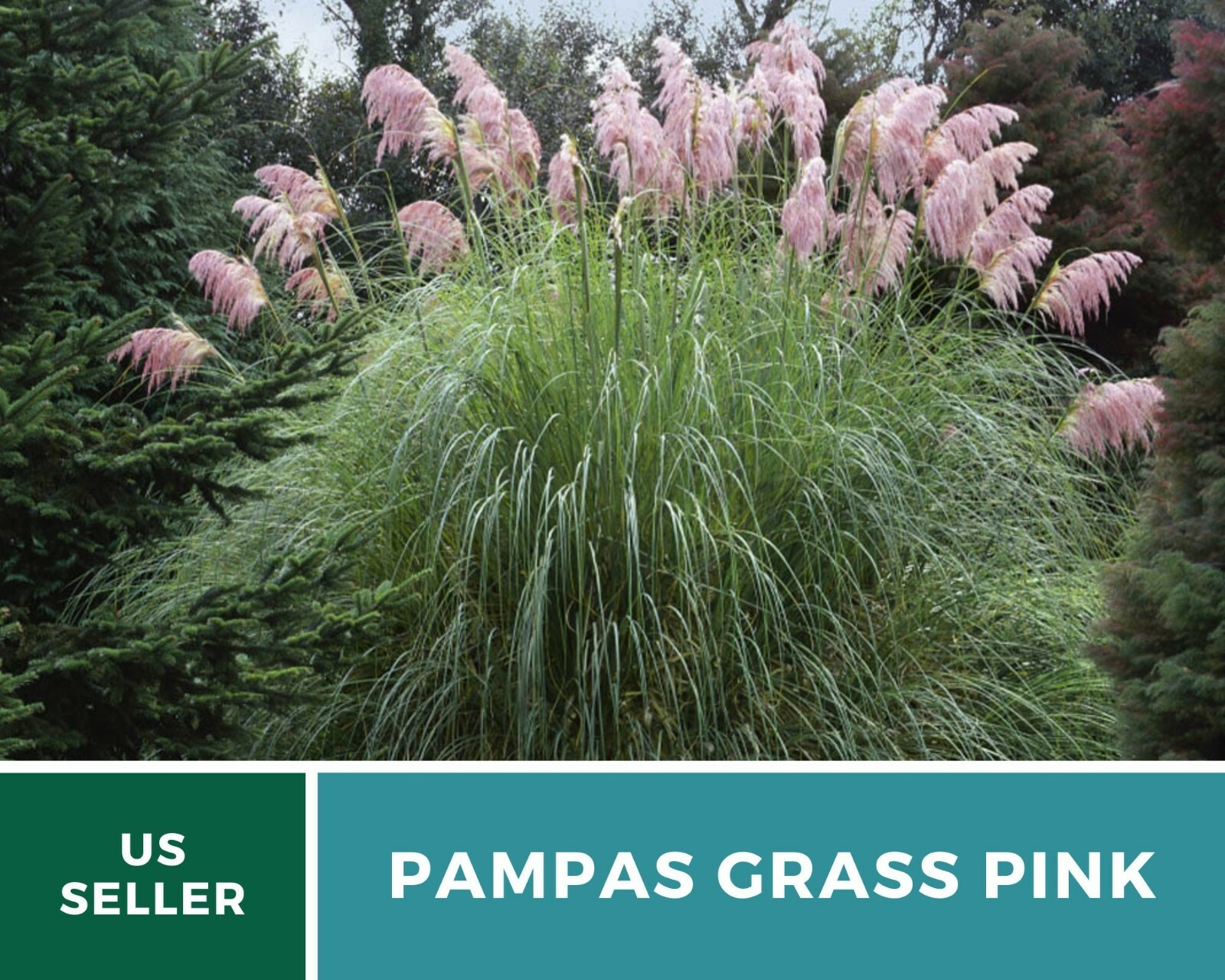 Pampas Grass, Pink – 100 Seeds (Cortaderia selloana)