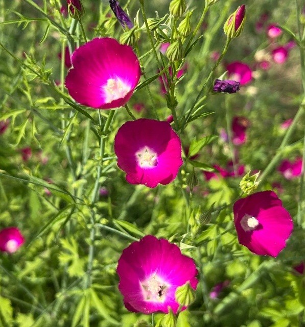 100 – 1,000 Heirloom Wine Cup Poppy Mallow Seeds Callirhoe involucrata Perennial