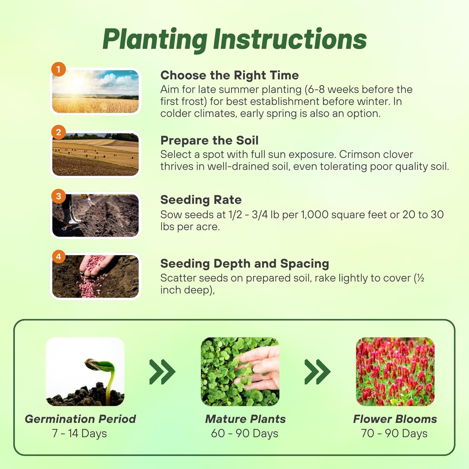 Crimson Clover Seeds – 10 Lbs. Annual, Nitrocoated, & Inoculated