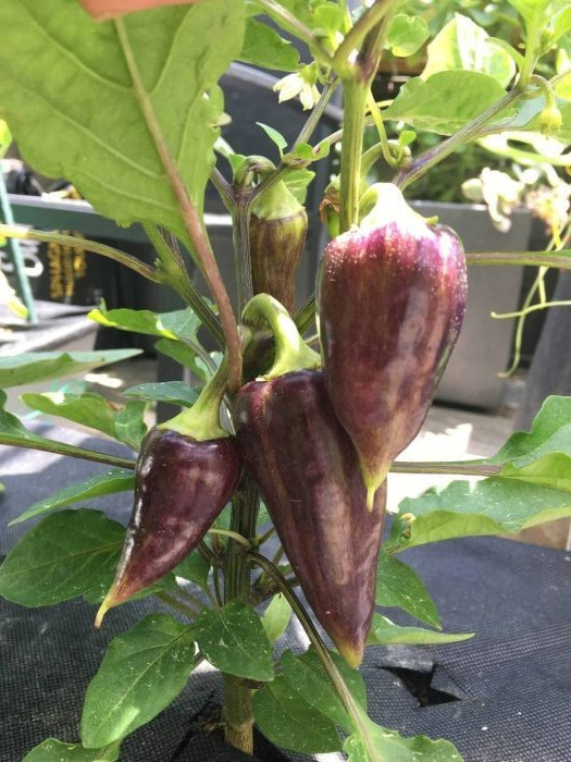 RARE✿ NEW! Heirloom Violet Sparkle Sweet Pepper 15+ Seeds