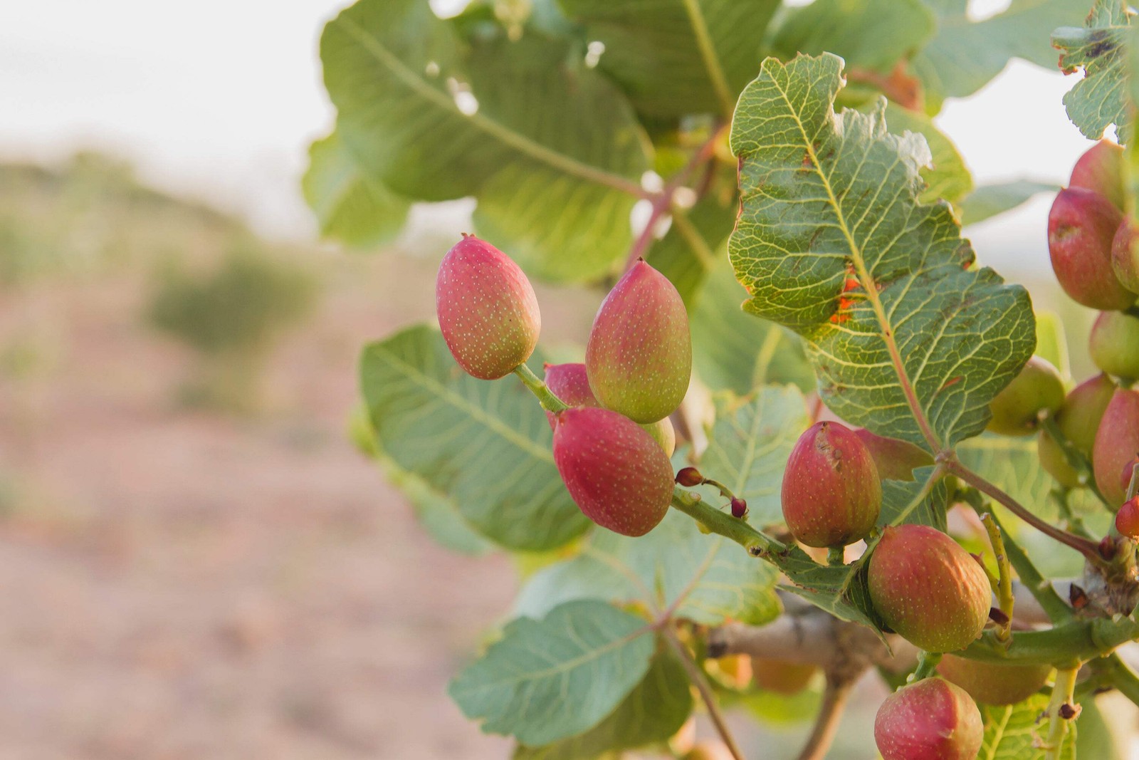 5 PISTACHIO NUT TREE Pistacia Vera Fruit Red Flowers Seeds *Combined Shipping