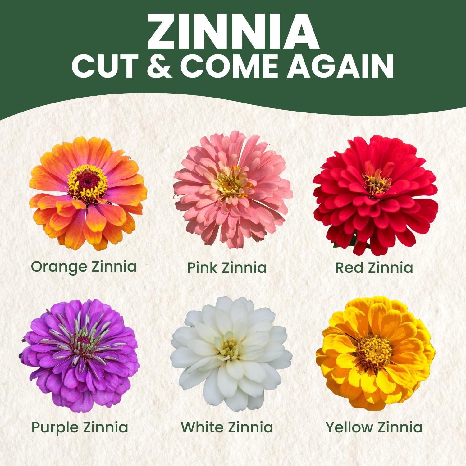 Zinnia Seeds for Planting – 4,000 Count, 1 Ounce Pouch, Easy Growth