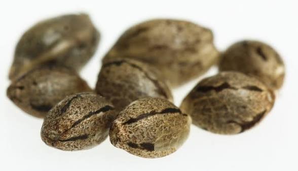 10x Hemp Seeds. Fresh & Organic