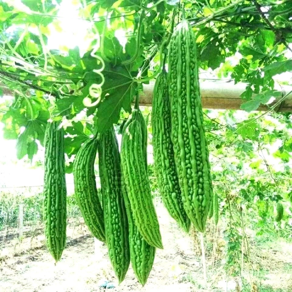 15+Green Skin Long Bitter Gourd seeds Bitter melon Seeds Ku Gua Asian Vegetable