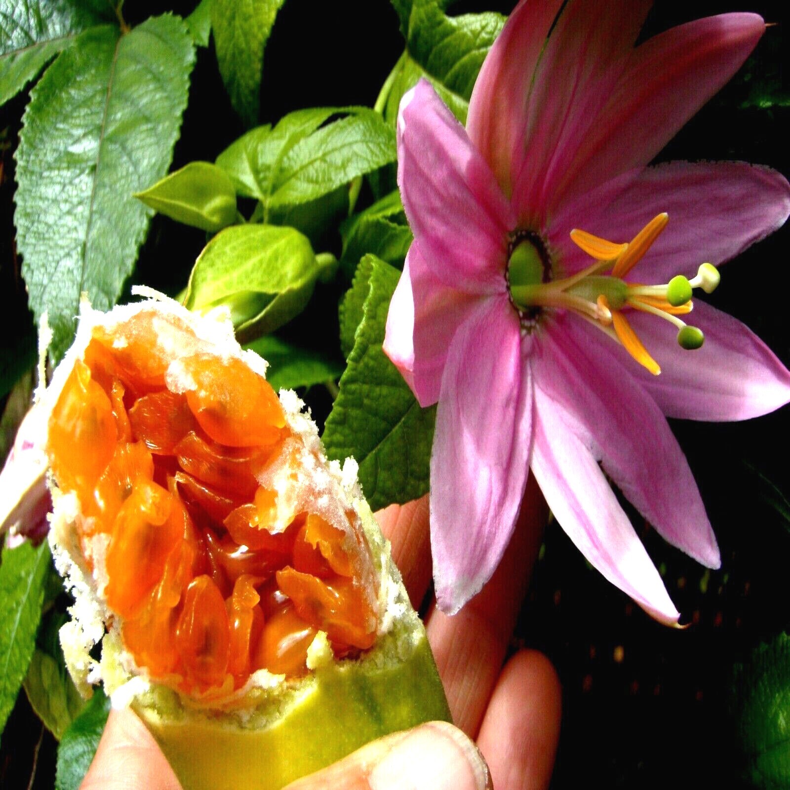20 BANANA PASSIONFRUIT SEEDS (Passiflora Mollissima) Fast Flower Vine Plant RARE