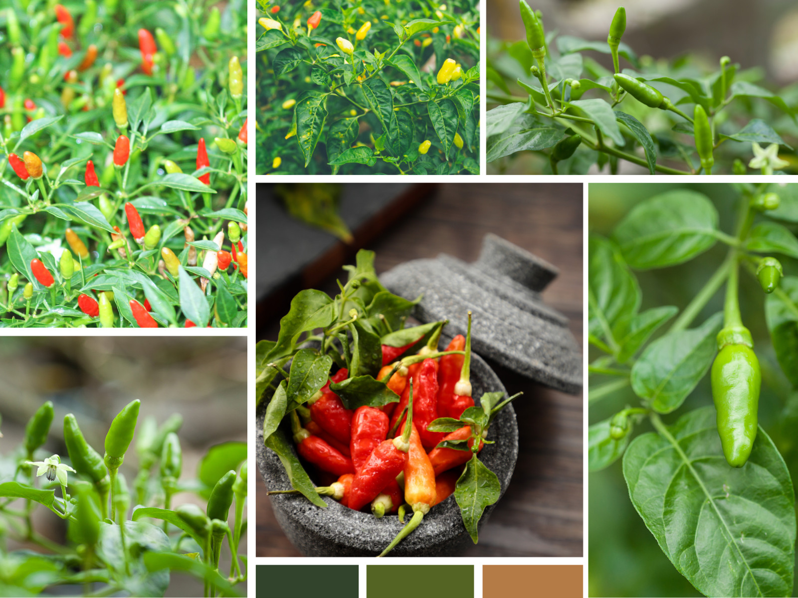 35 Seeds| Bird’s Eye Chili Peppers (Thai) Seeds#6039
