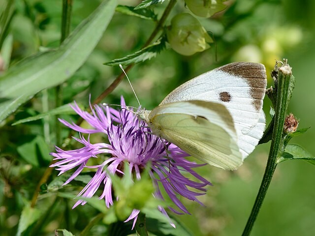 Centaurea jacea | Brown Knapweed | 20 Seeds