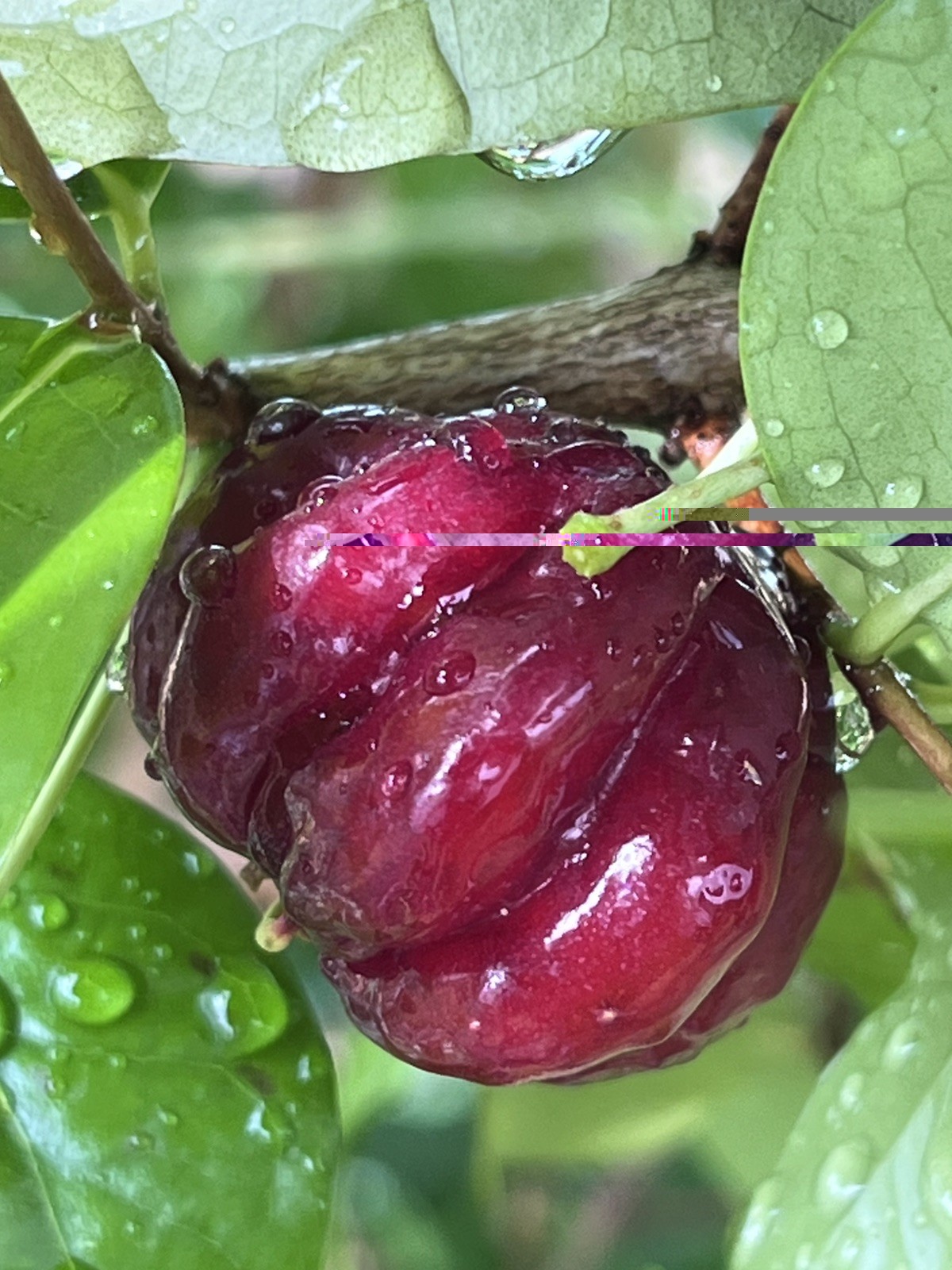 20 FRESH BLACK SURINAM CHERRY SEEDS – UNIFLORA – BEST SELLER!