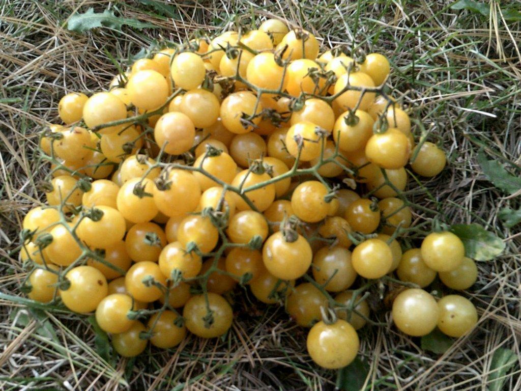 Wild Coyote Tomato 20 Seeds Vigorous Drought Resistant