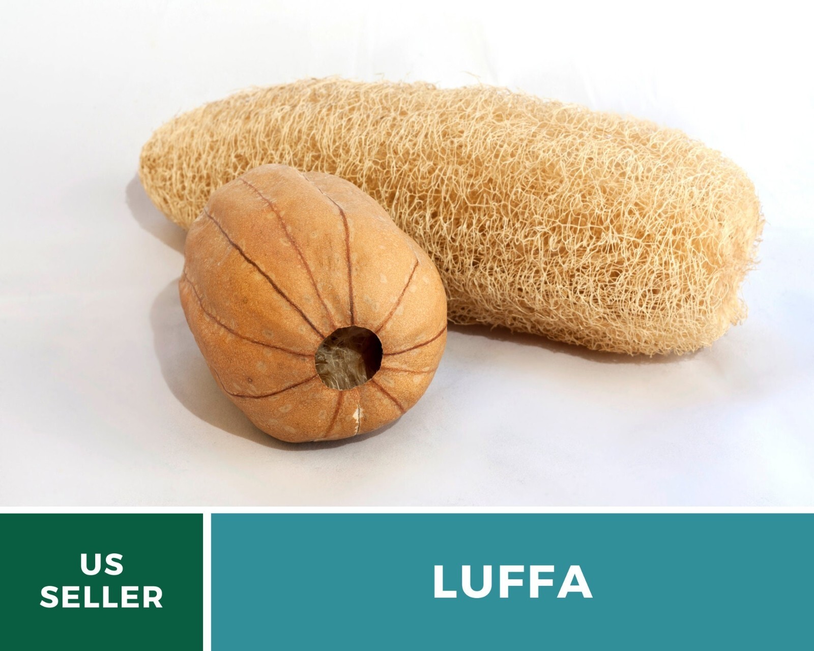 Gourd, Luffa – Heirloom Seeds – Grow Your Luffa Sponge (luffa cylindrica)