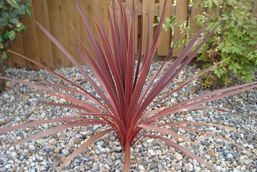 Purple Cabbage Tree, Cordyline Australis Atropurpurea 10 Seeds Free Shipping!