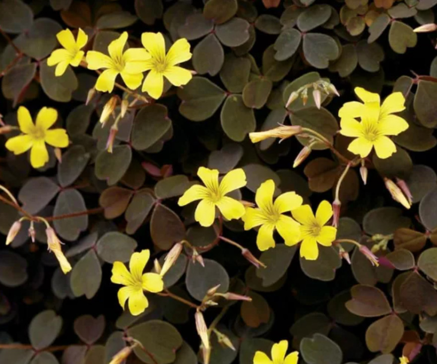Oxalis Triangularis Chocolate Burgundy – Yellow Bloom – 2-5″ Tall – Purple Shamr