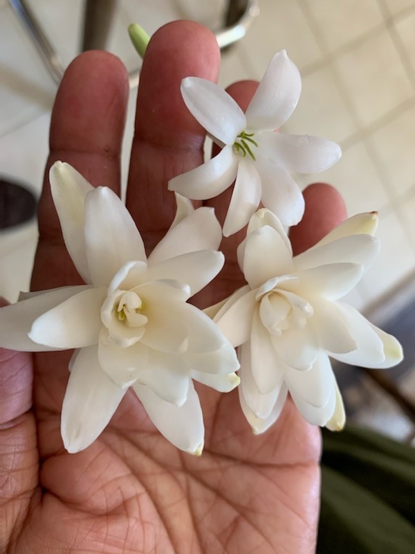 DOUBLE Tuberose – white fragrant flowers – 4 blooming size bulbs various sizes