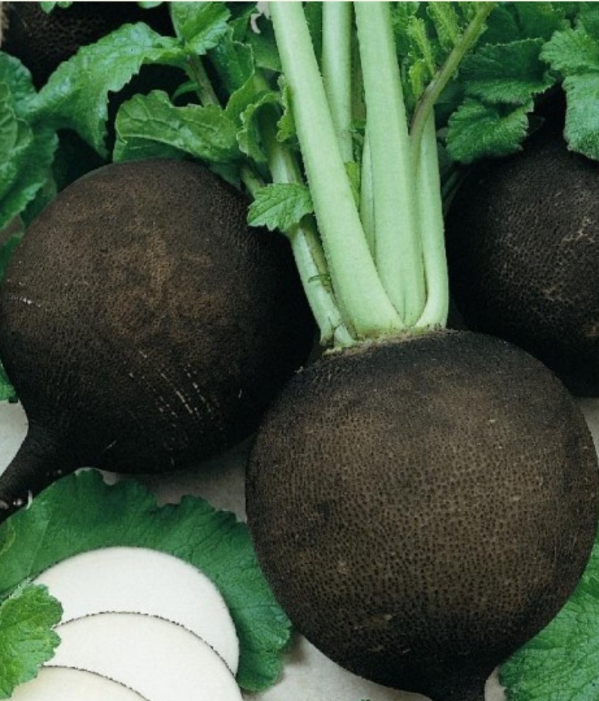 200+ Black Spanish Round Radish Seeds **Fresh Seeds** ~~Free Shipping~~