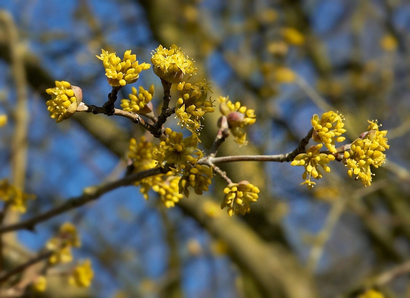 Cornelian Cherry (Cornus mas), 15 seeds