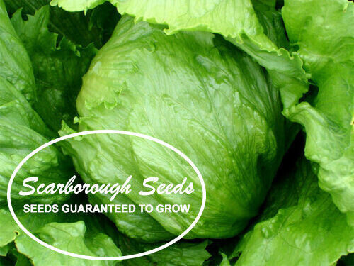 SCARBOROUGH SEEDS Iceberg Lettuce 1000 Seeds NON-GMO