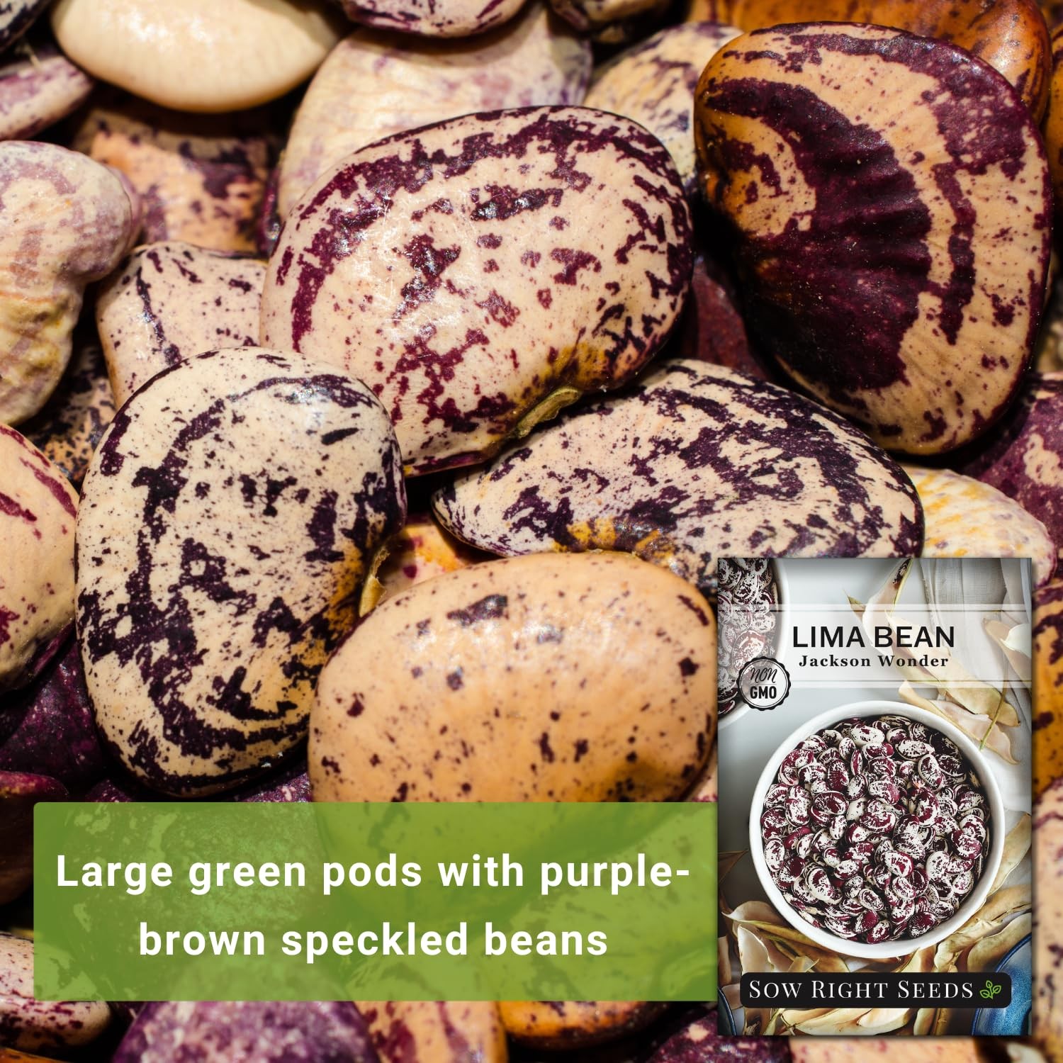 Jackson Wonder Lima Bean Seeds – Non-GMO Heirloom for Home Garden Planting