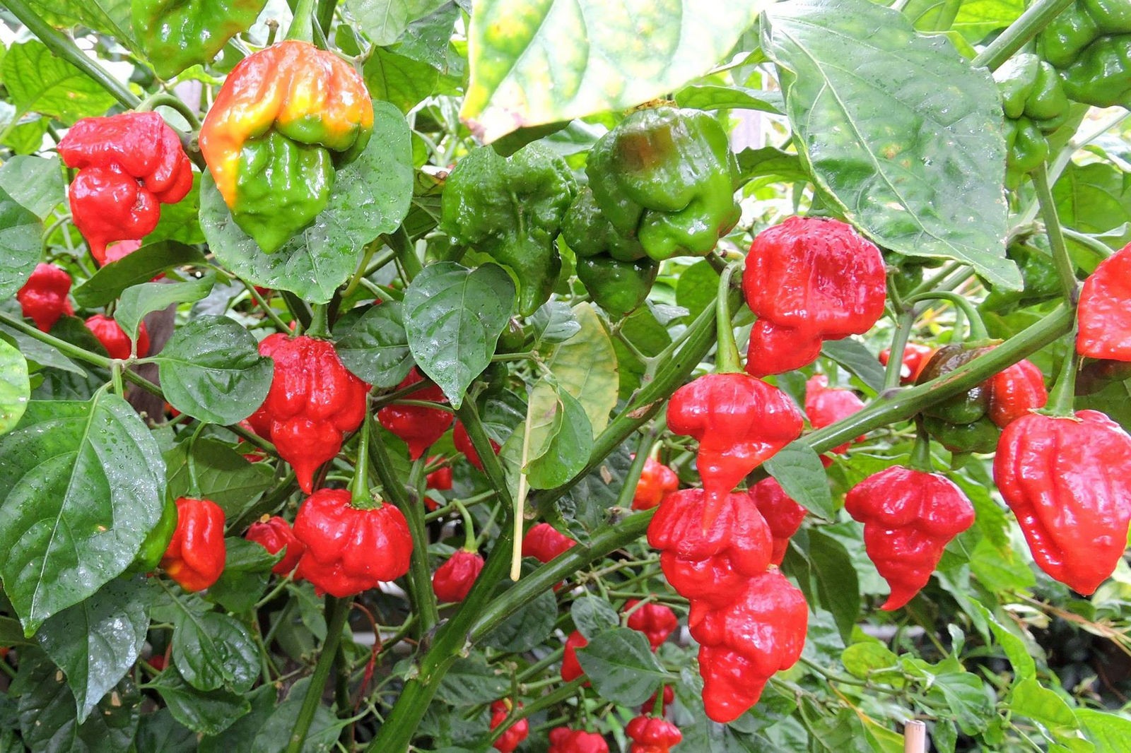 trinidad scorpion seeds. Super Hot! 20 Seeds. Free Shipping!