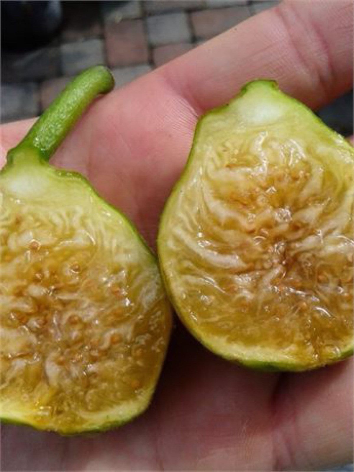 Fig Tree White Marseilles Plant well rooted starter plant 3-5 inches tall