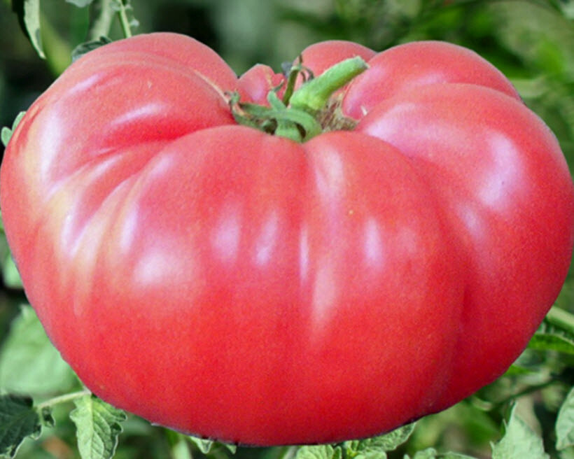 Pink Brandywine Heirloom Tomato Seeds (80 days), 40+ Seeds