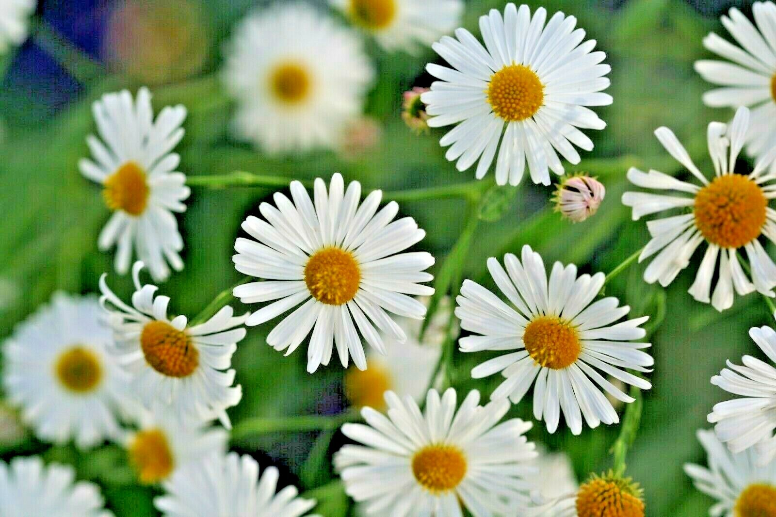 201+FALSE ASTER Seeds Perennial Native Wildflower Poor Soils Summer Fall Garden