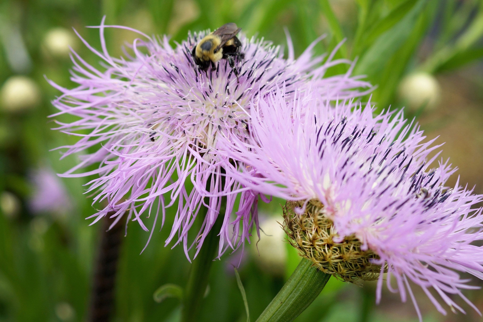 25 AMERICAN ROSE Centaurea Aloha Americana Starflower Basket Pink Flower Seeds